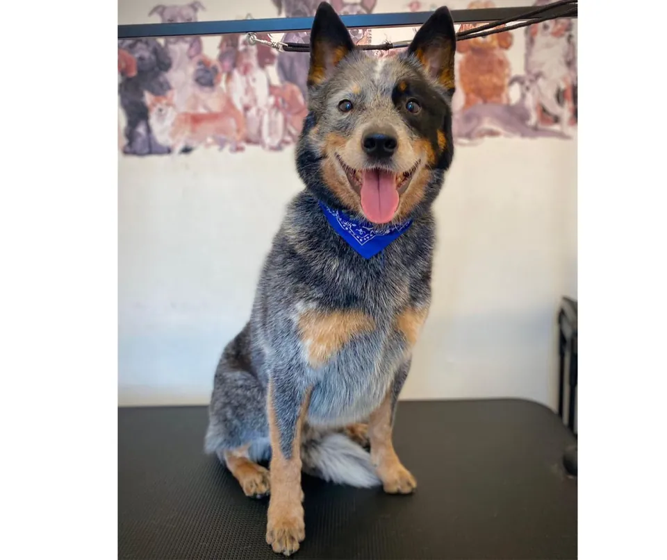 A smiling blue heeler wearing a blue bandana.