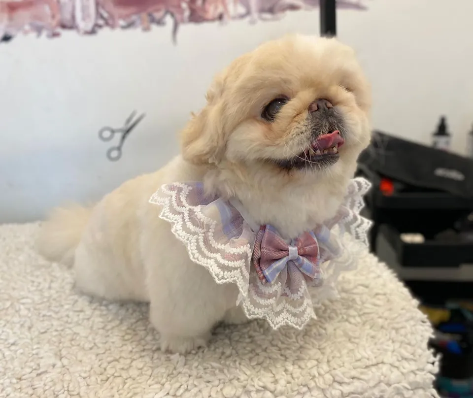A fluffy cream-coloured dog in a lace collar with a bow.