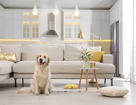 A golden retriever relaxing at home in a bright living room.