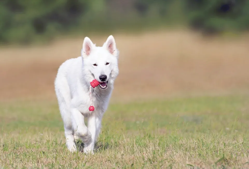 A white shepherd dog running through a field with a toy.